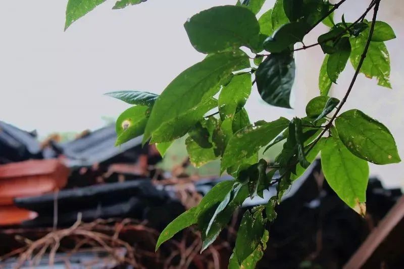 关于夏天的诗词里，藏着一整个太湖…