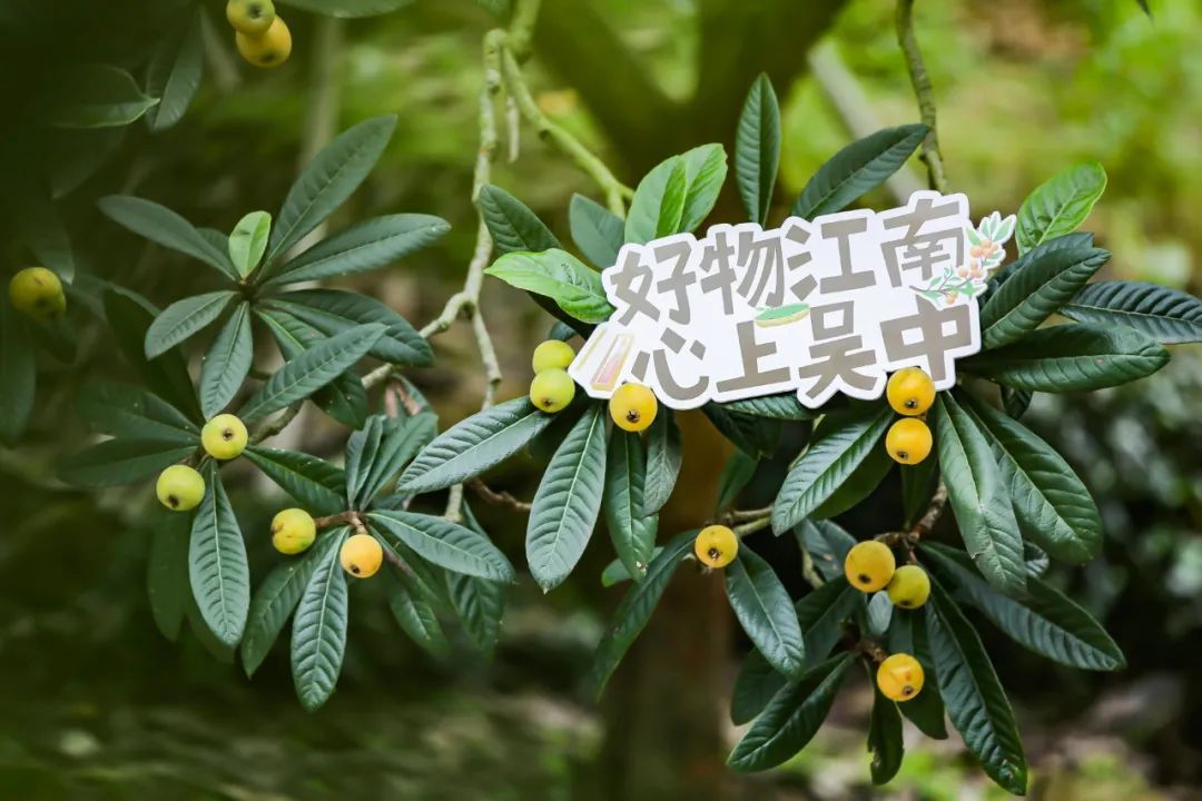吴中宝藏探秘计划，带你寻宝诗画金庭！