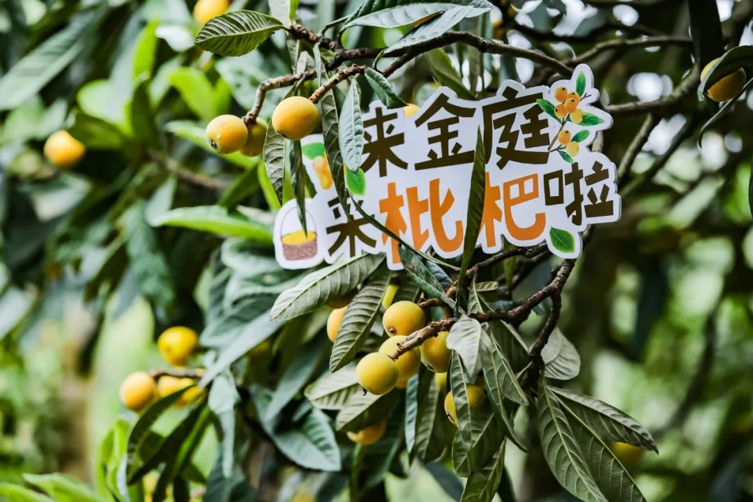 吴中宝藏探秘计划，带你寻宝诗画金庭！