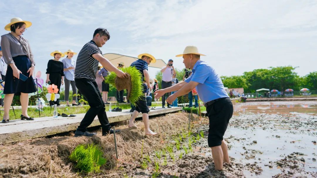 2021第二届香乡恬田夏日插秧节正式启动！