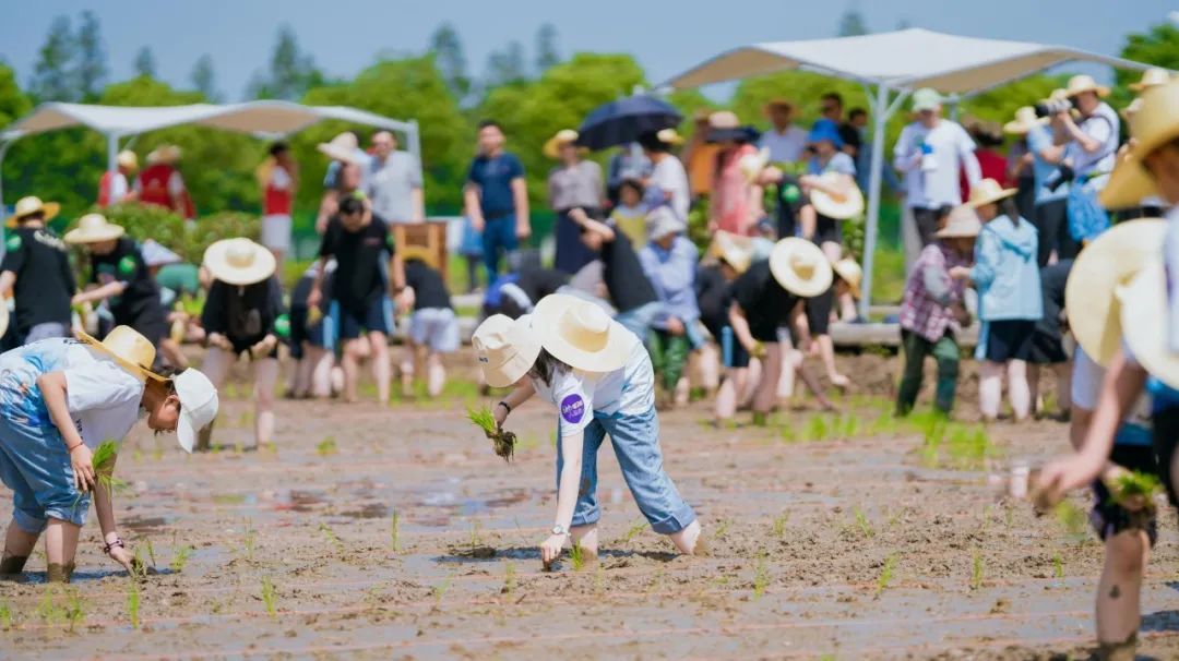 2021第二届香乡恬田夏日插秧节正式启动！