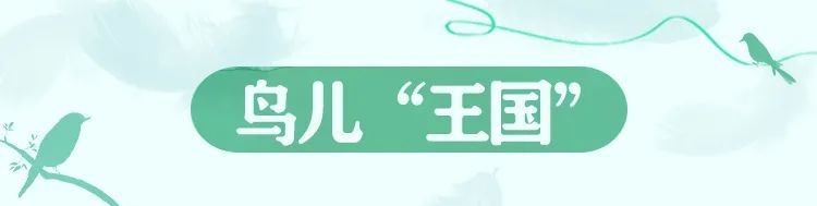 在万鸟园，解锁暑期遛娃“新姿势”！
