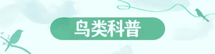 在万鸟园，解锁暑期遛娃“新姿势”！