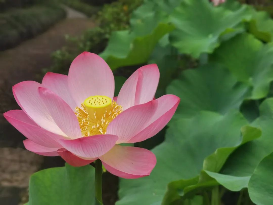 花都开好了！是否“荷”你心意？