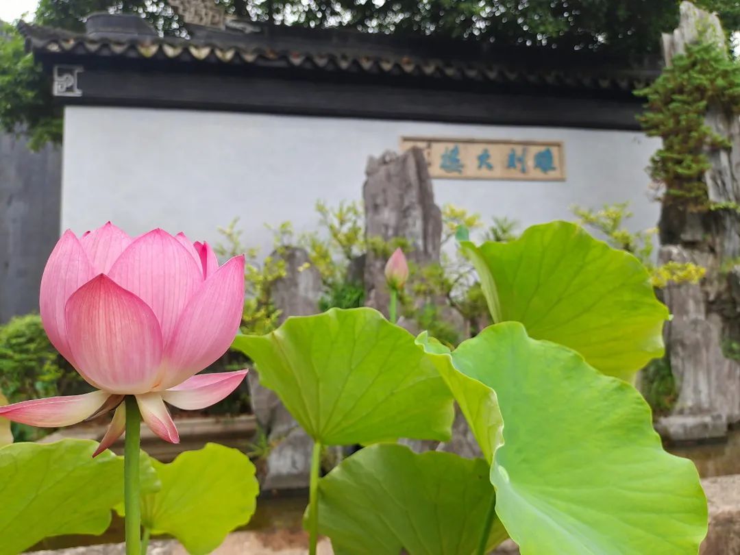 花都开好了！是否“荷”你心意？