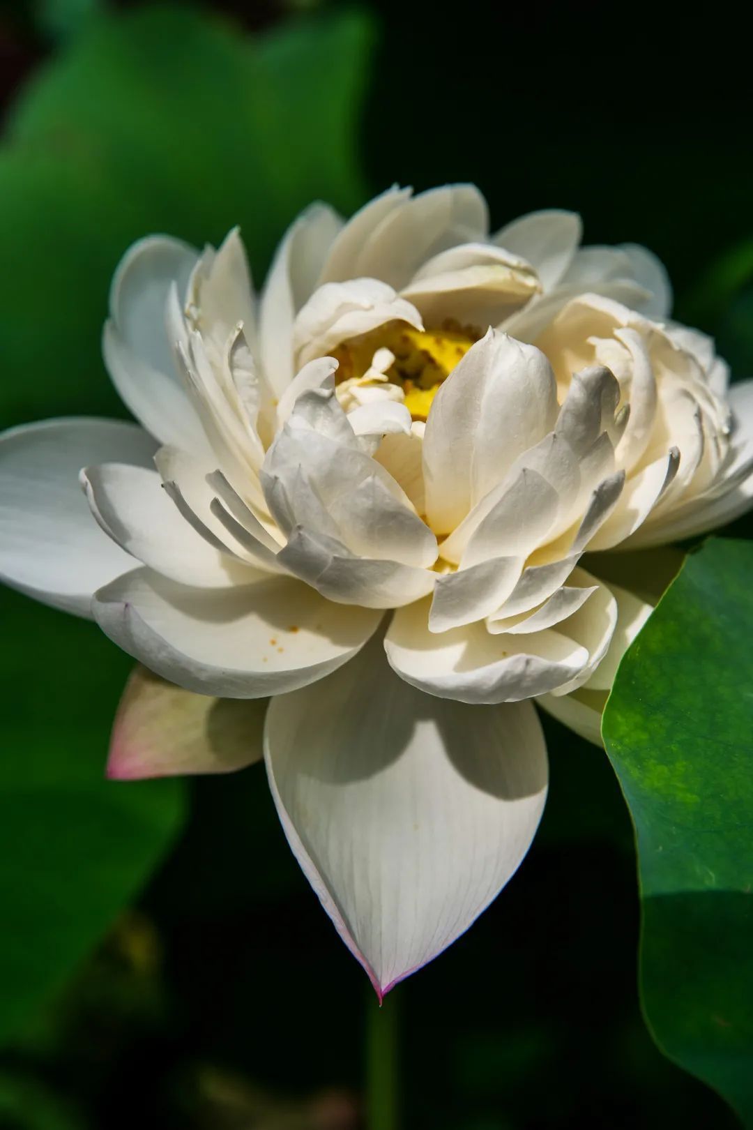 花都开好了！是否“荷”你心意？
