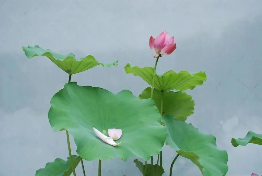 花都开好了！是否“荷”你心意？