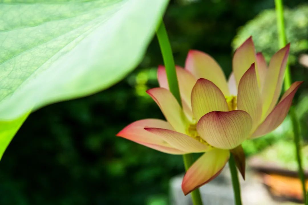 花都开好了！是否“荷”你心意？