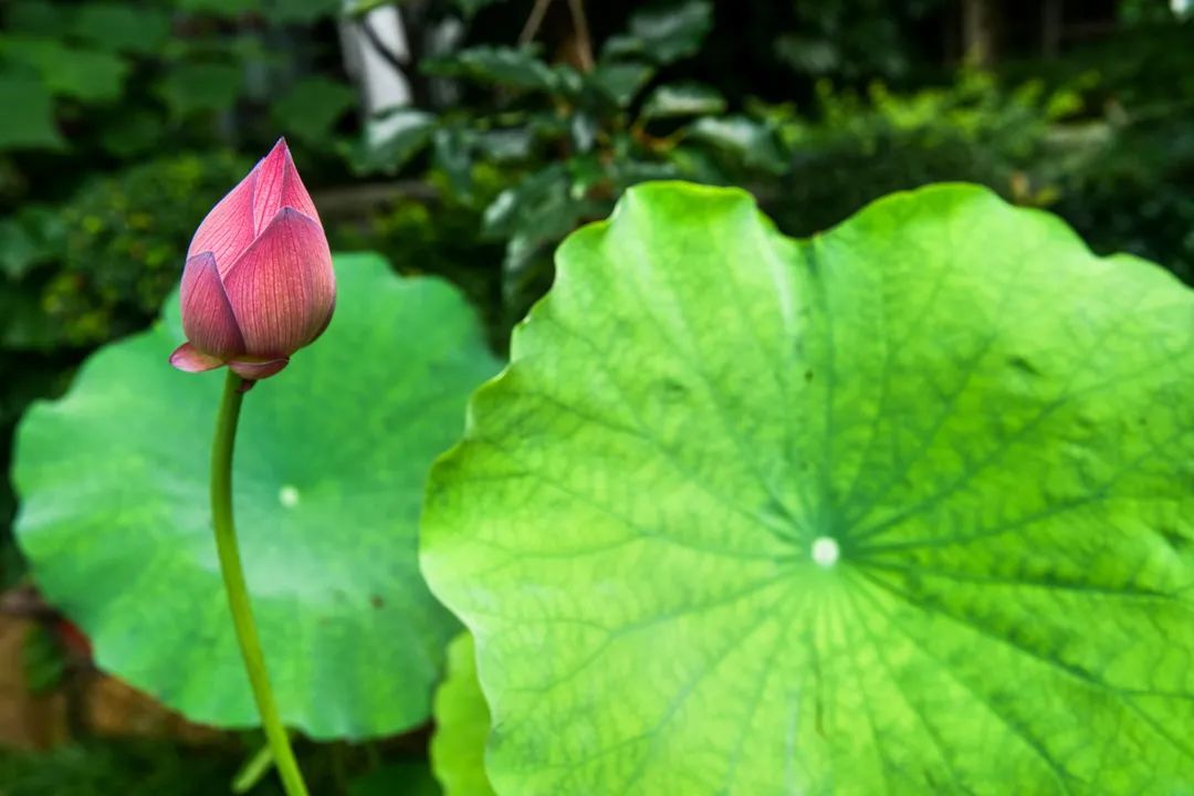 花都开好了！是否“荷”你心意？