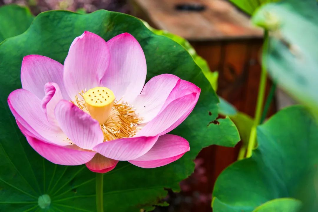 花都开好了！是否“荷”你心意？