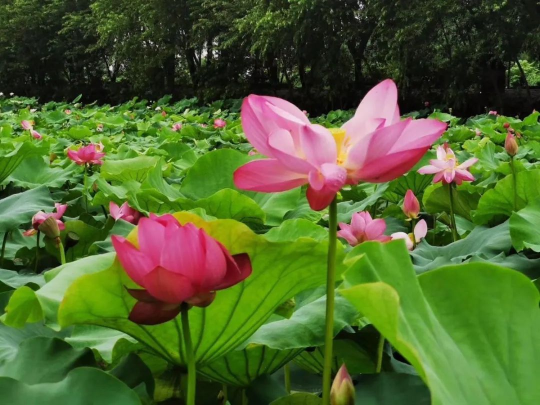 花都开好了！是否“荷”你心意？