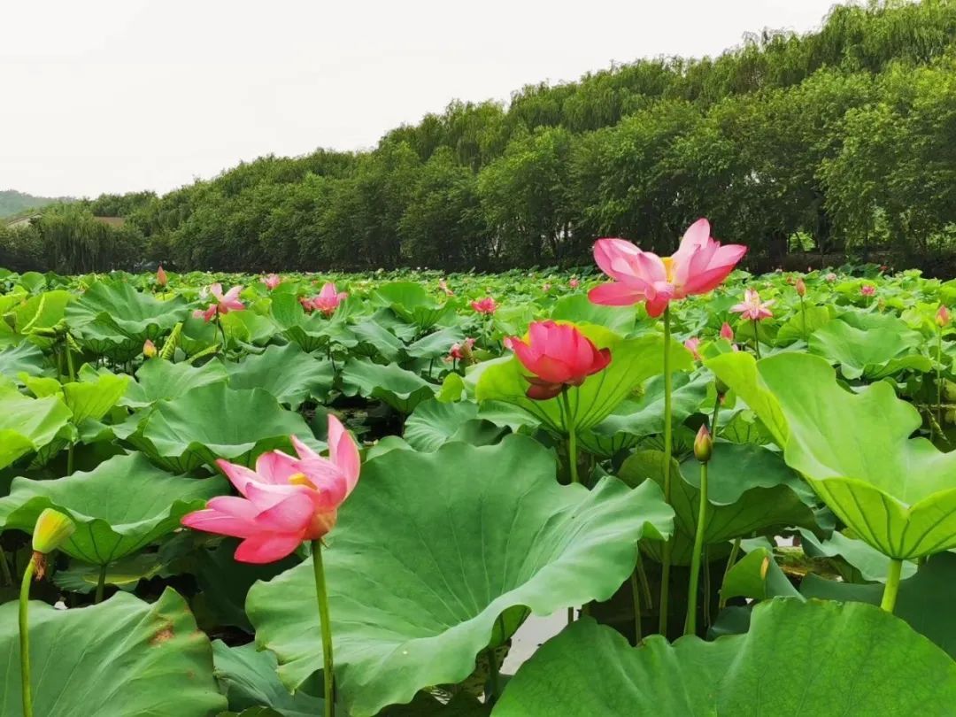 花都开好了！是否“荷”你心意？