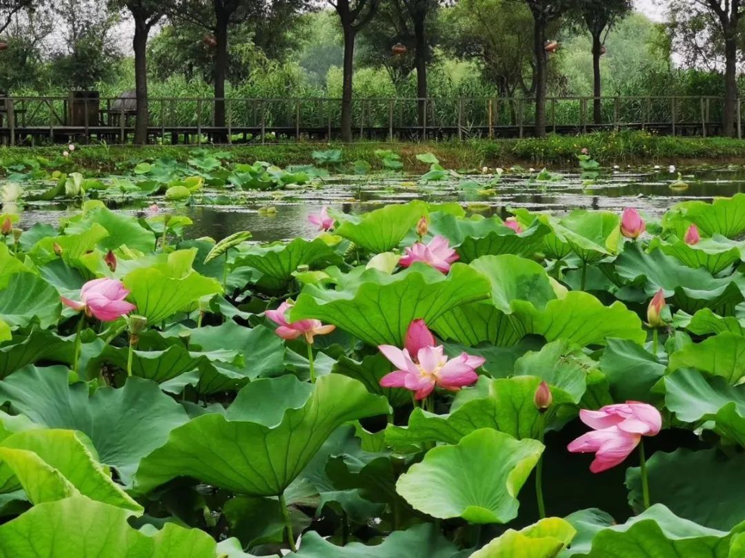 花都开好了！是否“荷”你心意？