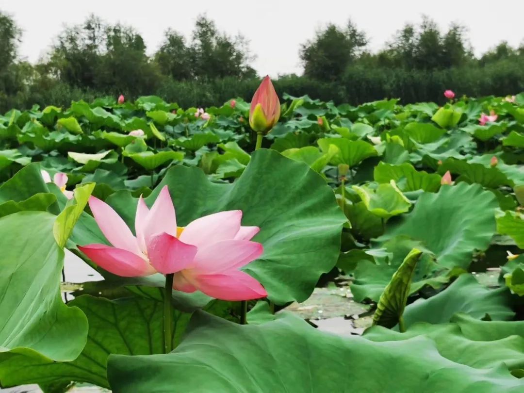 花都开好了！是否“荷”你心意？