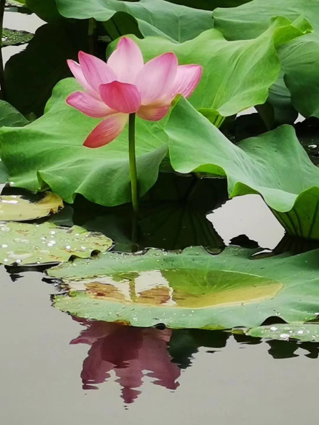 花都开好了！是否“荷”你心意？