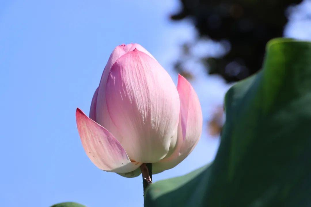 花都开好了！是否“荷”你心意？