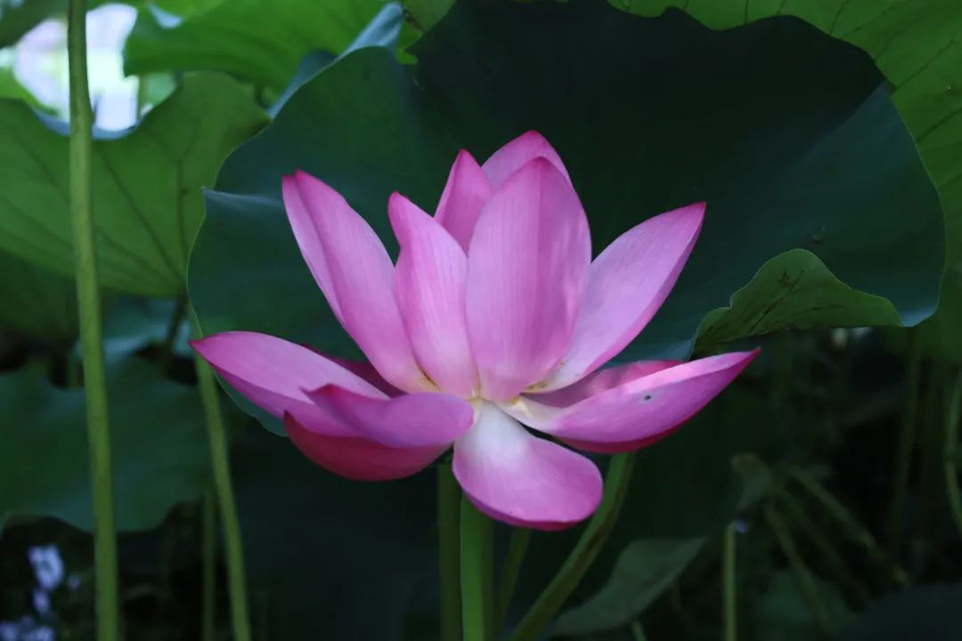 花都开好了！是否“荷”你心意？