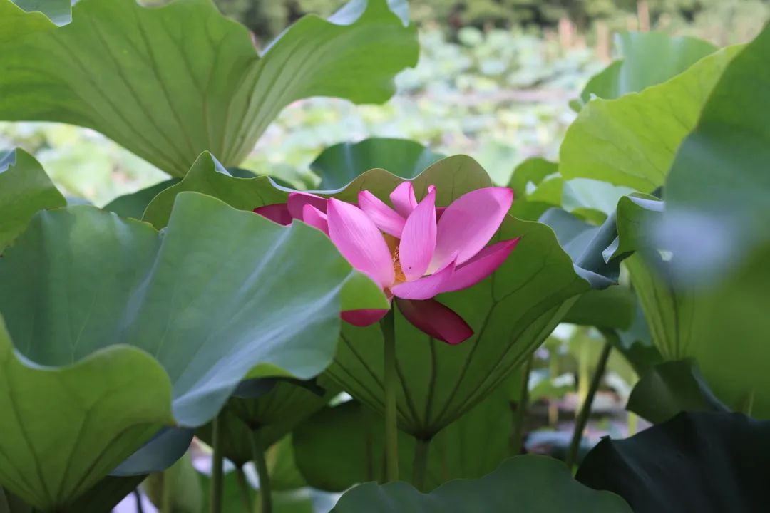 花都开好了！是否“荷”你心意？