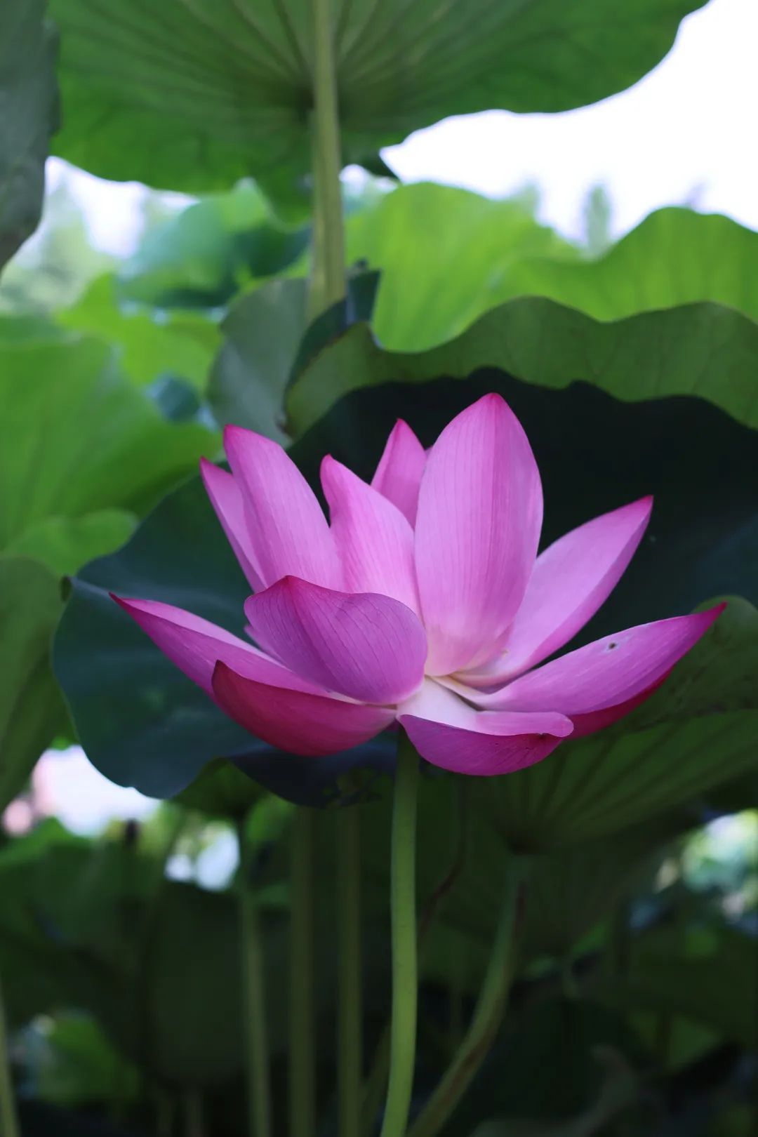 花都开好了！是否“荷”你心意？
