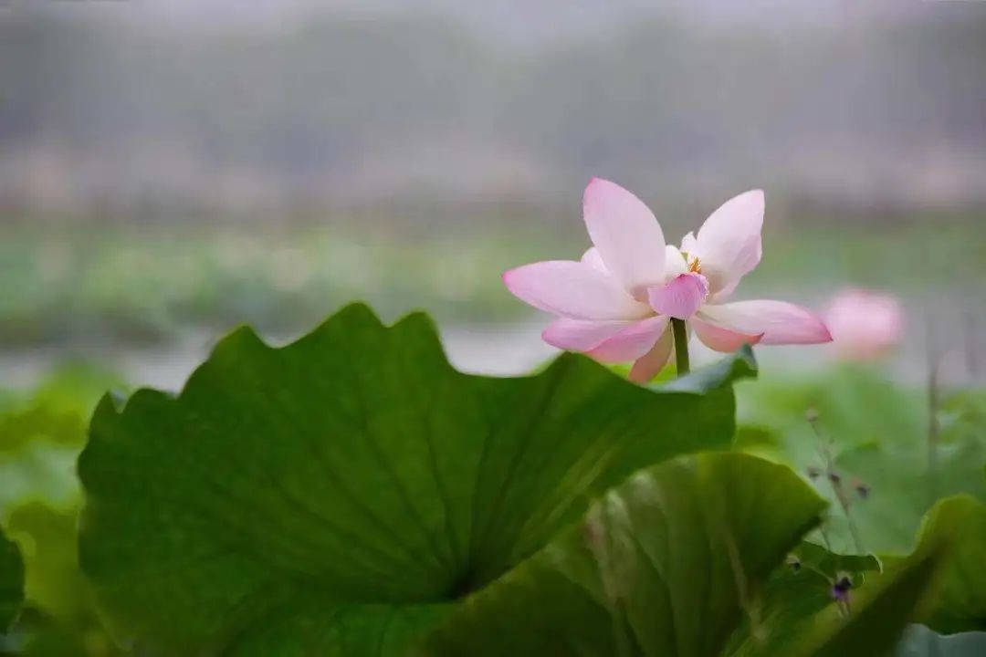 花都开好了！是否“荷”你心意？
