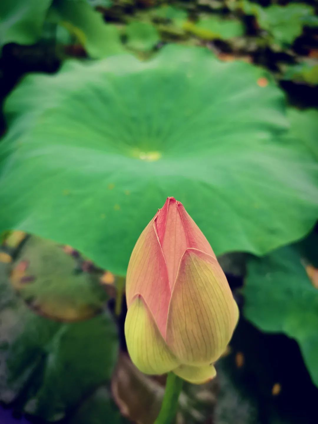 花都开好了！是否“荷”你心意？