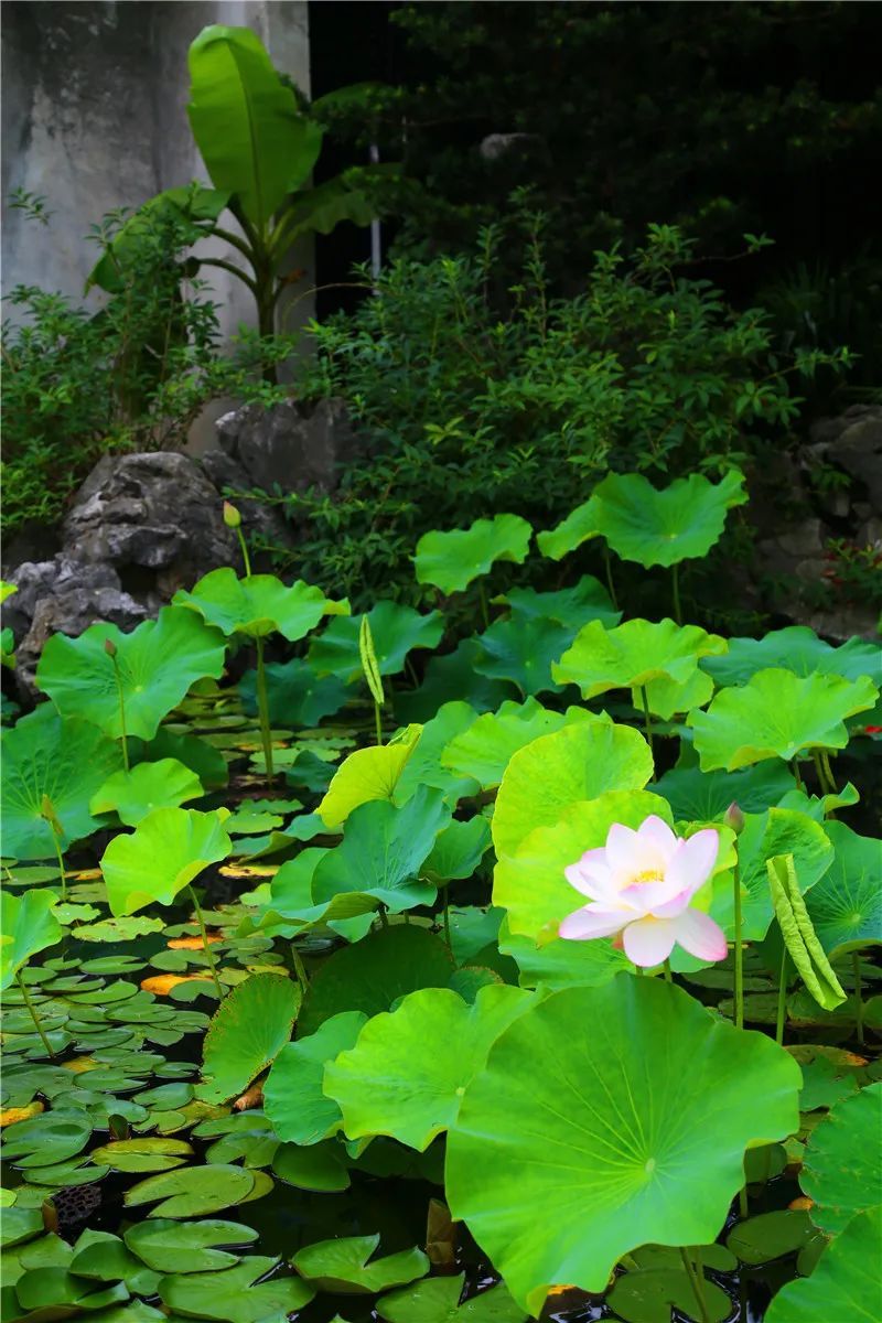 花都开好了！是否“荷”你心意？
