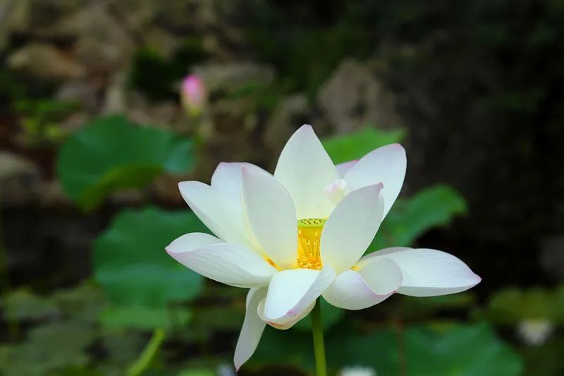 花都开好了！是否“荷”你心意？