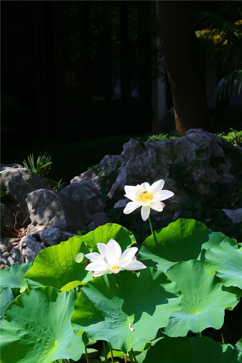 花都开好了！是否“荷”你心意？