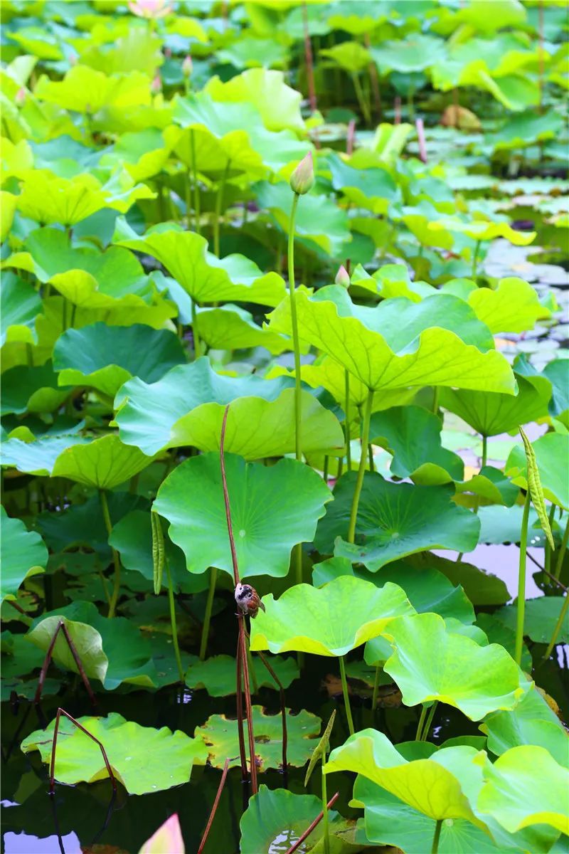 花都开好了！是否“荷”你心意？