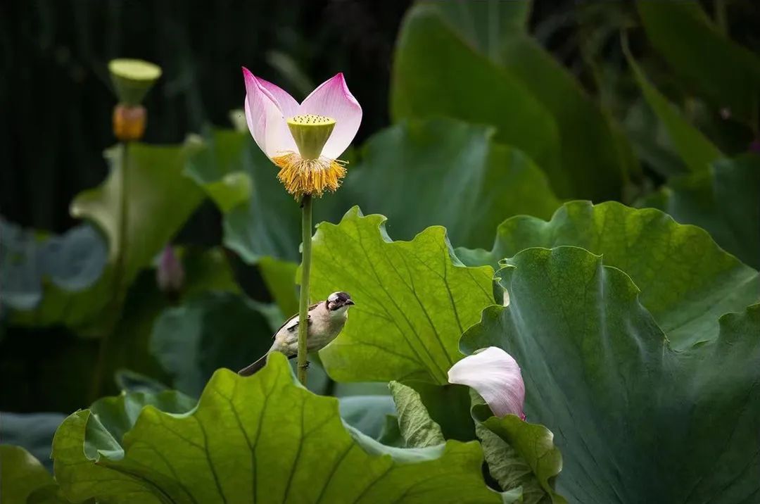 花都开好了！是否“荷”你心意？