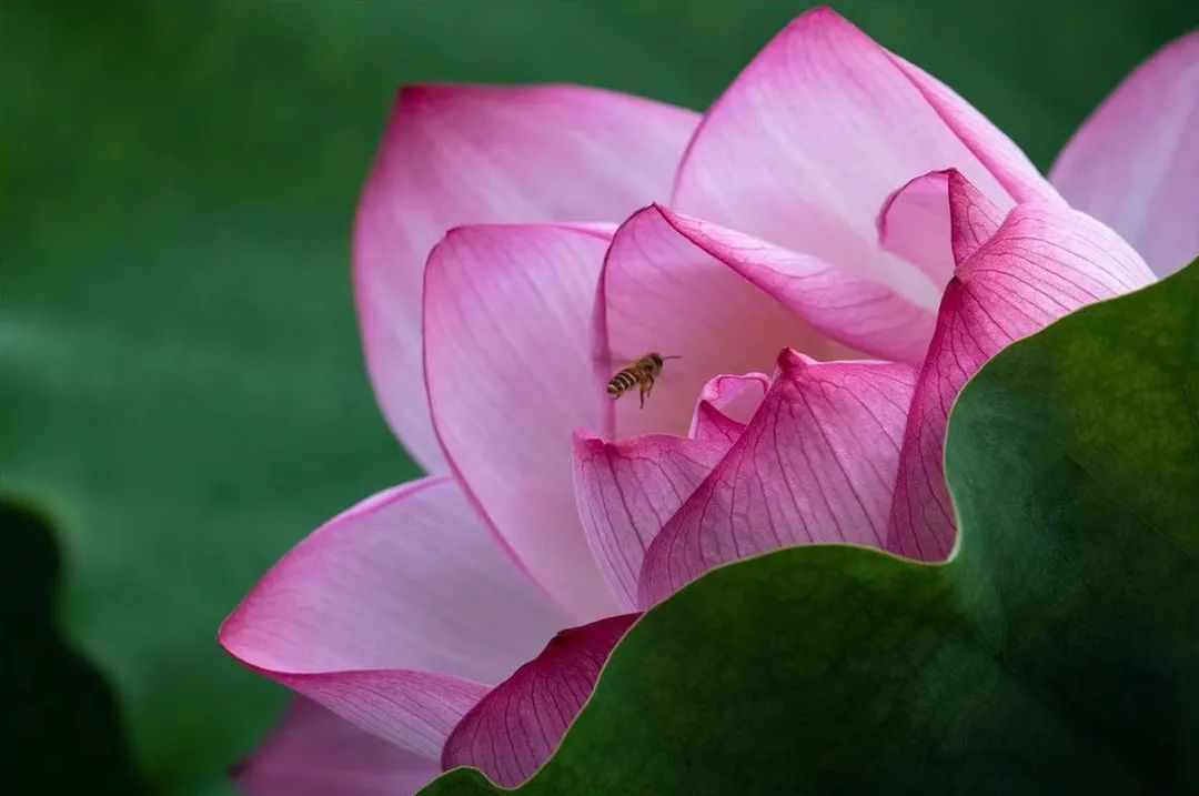 花都开好了！是否“荷”你心意？