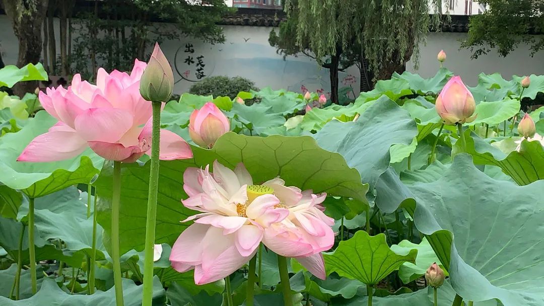 花都开好了！是否“荷”你心意？