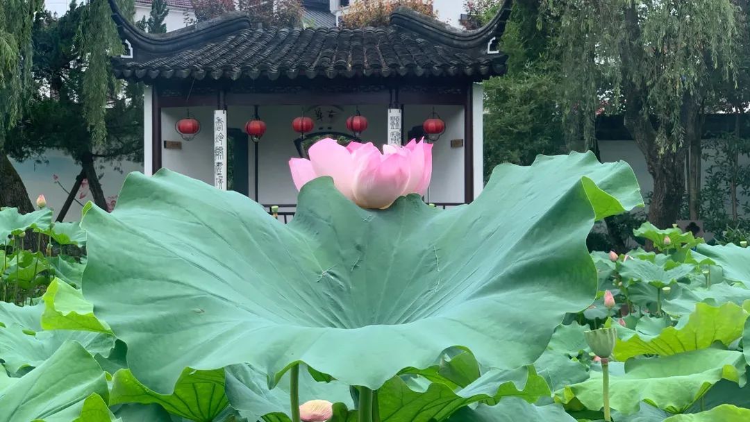 花都开好了！是否“荷”你心意？