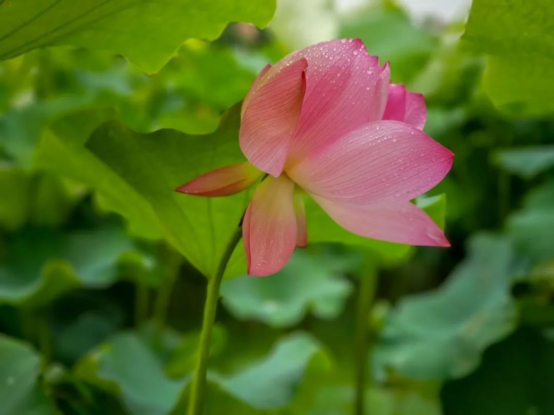 花都开好了！是否“荷”你心意？