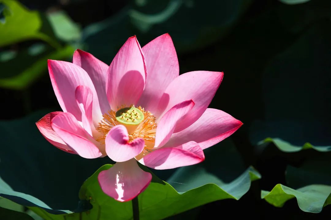 花都开好了！是否“荷”你心意？