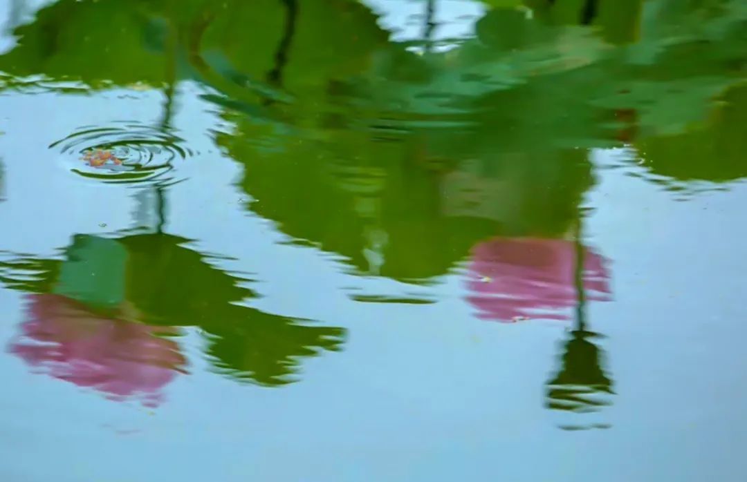 花都开好了！是否“荷”你心意？