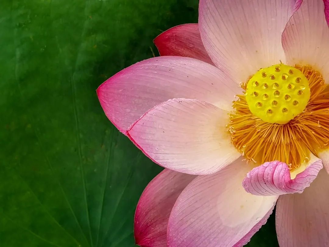花都开好了！是否“荷”你心意？