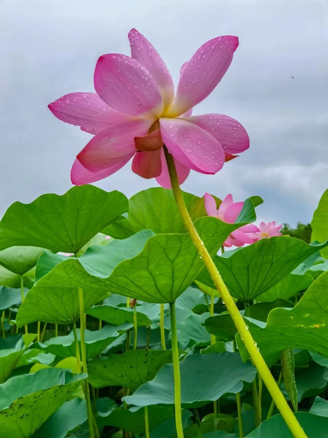 花都开好了！是否“荷”你心意？