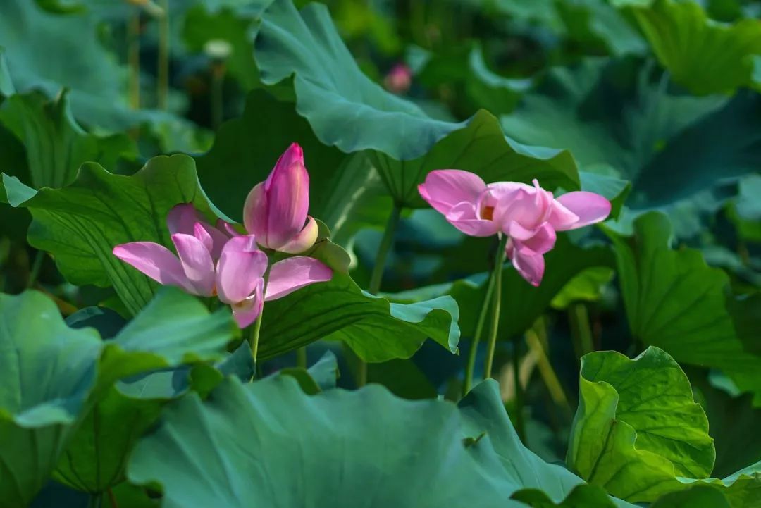 花都开好了！是否“荷”你心意？