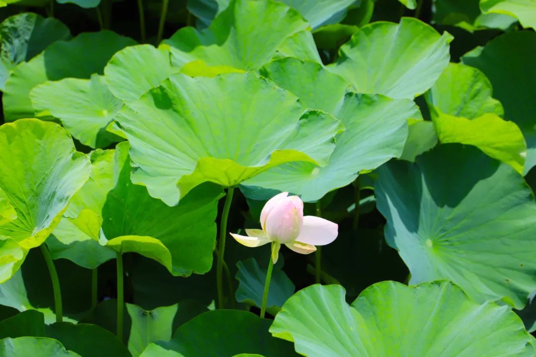 花都开好了！是否“荷”你心意？