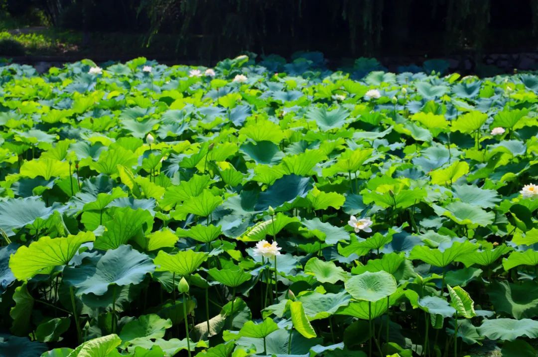 花都开好了！是否“荷”你心意？