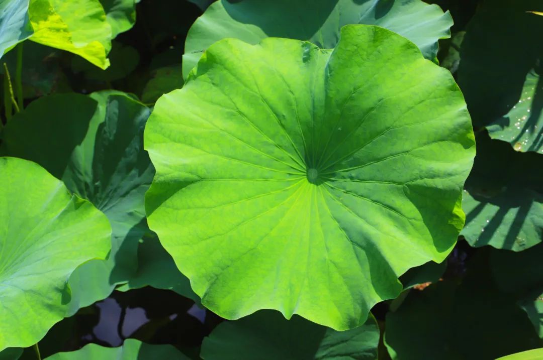 花都开好了！是否“荷”你心意？