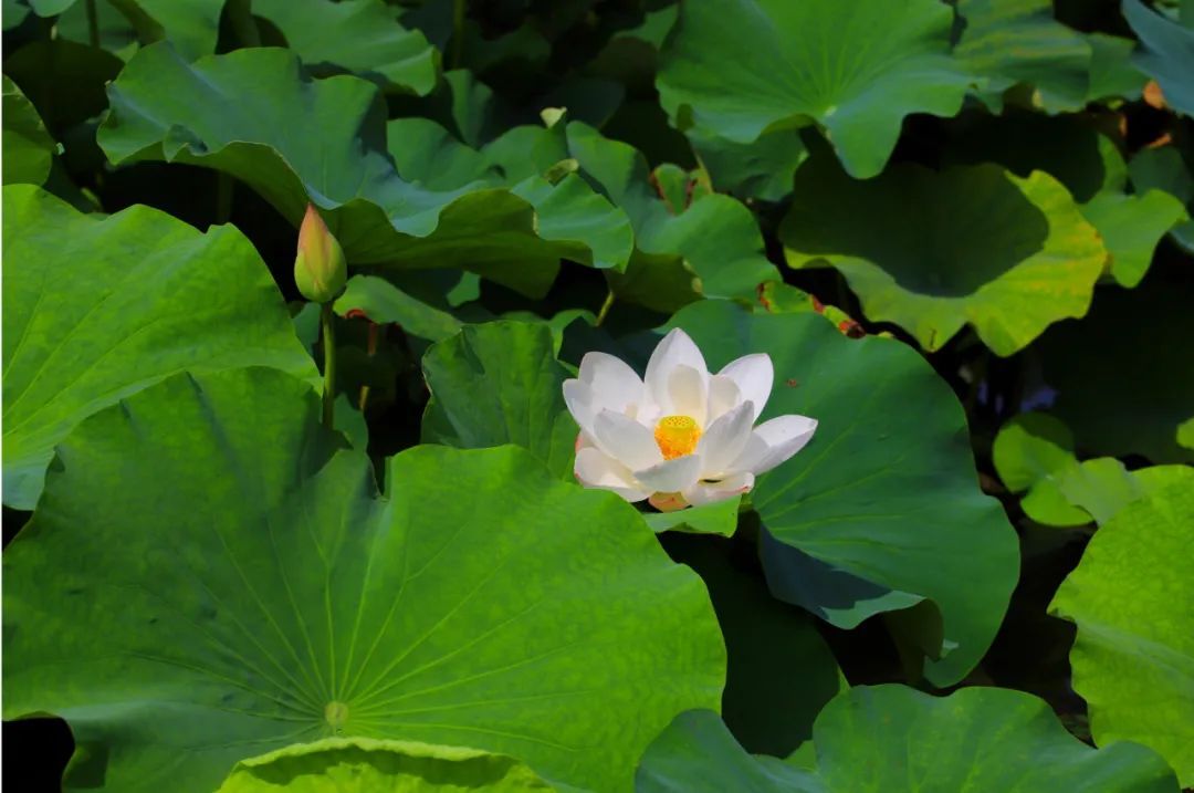 花都开好了！是否“荷”你心意？