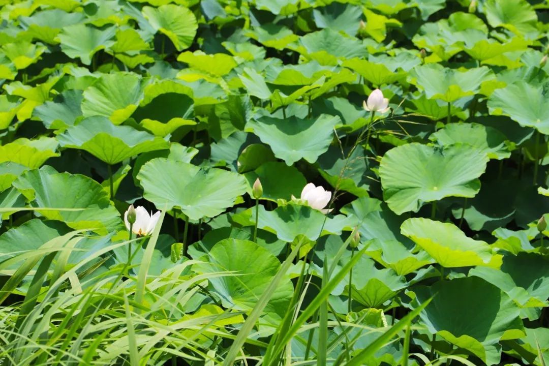 花都开好了！是否“荷”你心意？