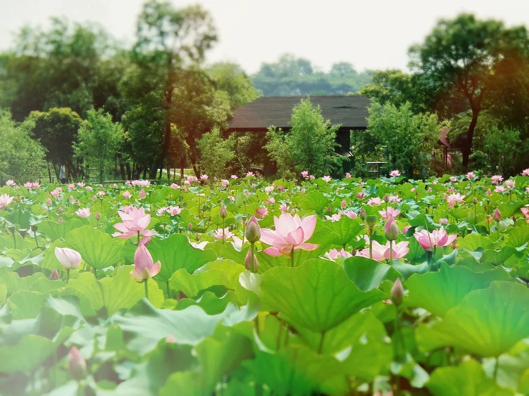 花都开好了！是否“荷”你心意？