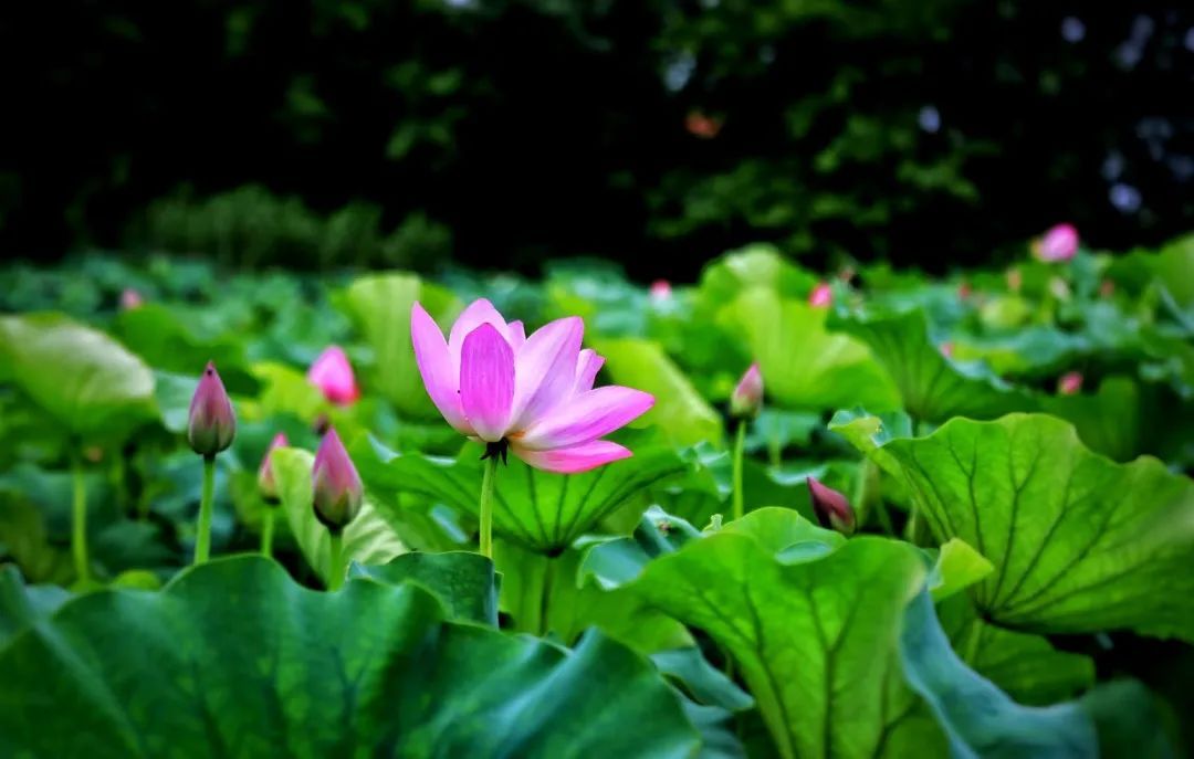 花都开好了！是否“荷”你心意？