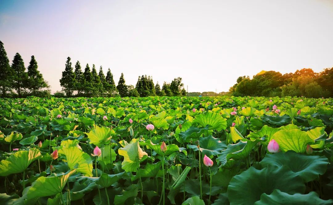 花都开好了！是否“荷”你心意？