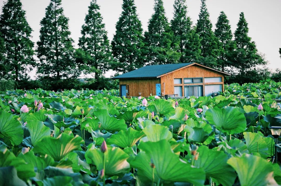 花都开好了！是否“荷”你心意？