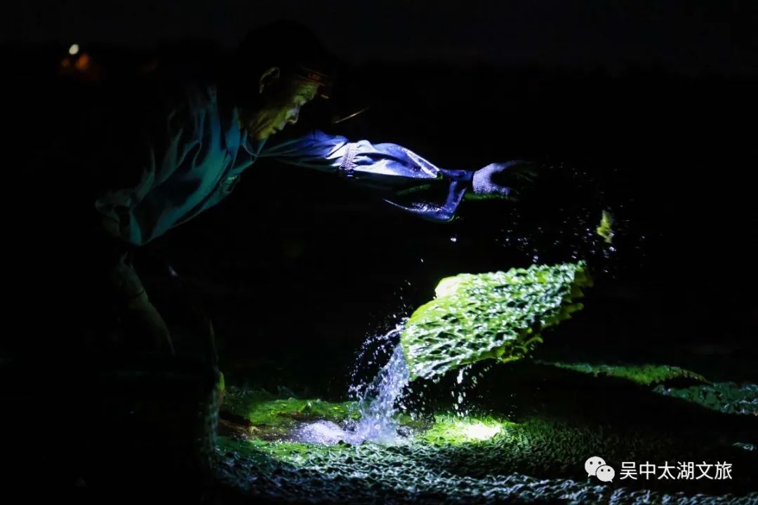 吃上一碗鸡头米，才知苏州好滋味！