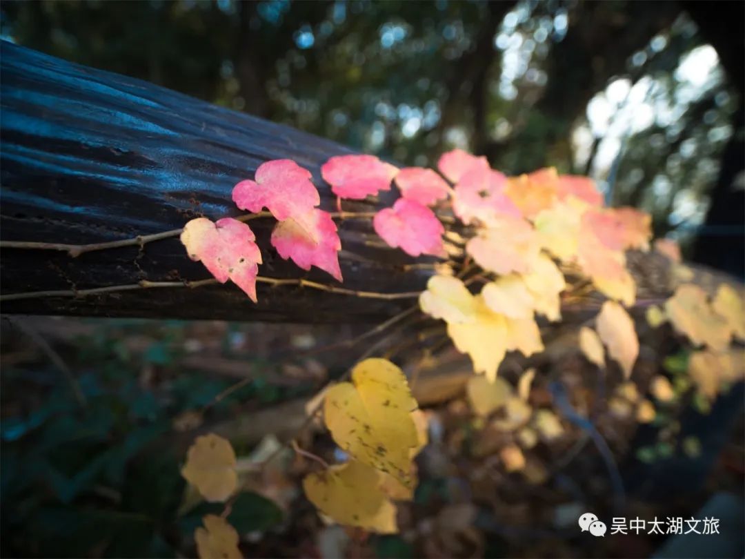 你想要的秋天,这里都有!